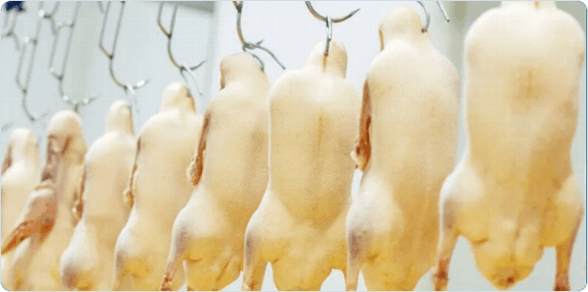 Duck carcass product